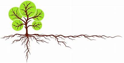 Root Tree Roots Clipart Diagram Vector Causes