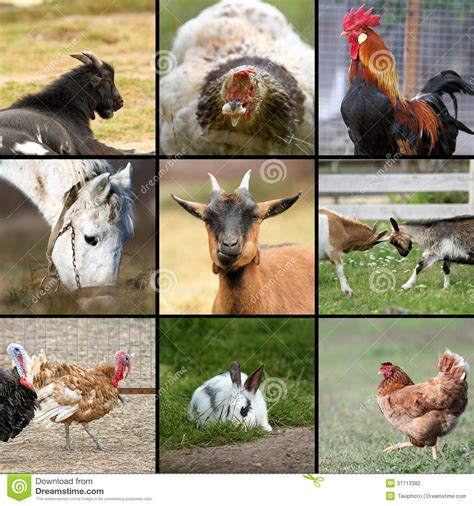 Many Farm Animals Together Stock Photography Image 37713382