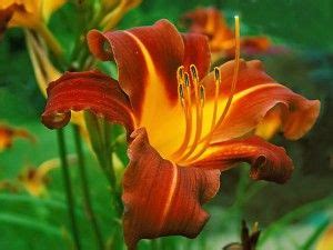 Red Plants Lily Plants Large Plants Tulips Flowers Edible Flowers Planting Flowers Lily