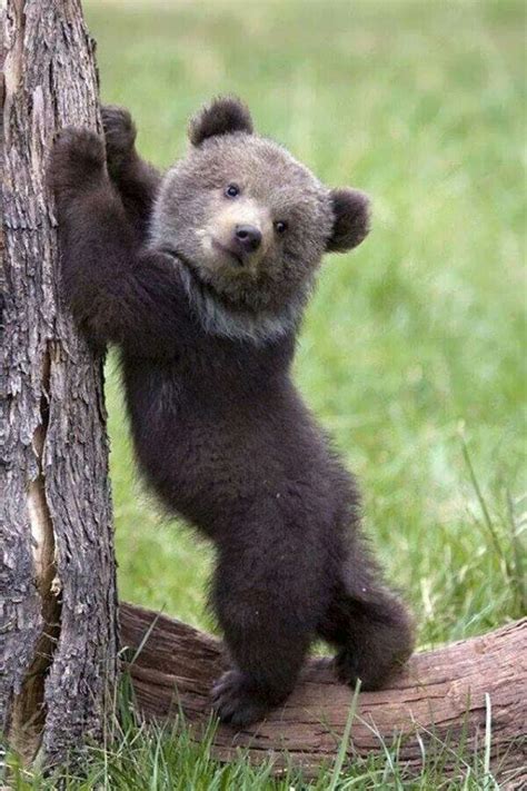 Baby Bear Bear Pictures Animal Pictures Nature Animals Animals And