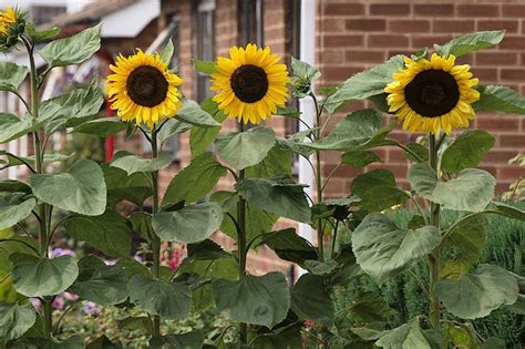 How To Plant And Grow Sensational Sunflowers Gardeners Path