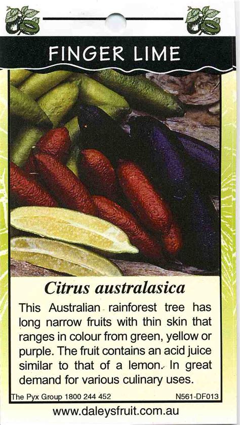 *dwarf australian finger lime tree *(image is for illustrative purposes only, actual tree may look different) finger limes, are also known as the caviar of citrus to top chefs worldwide!these unique finger size pieces of citrus fruit are probably more familiar to our friends down under in australia from where they originate. Citrus australasica - JungleKey.fr Image