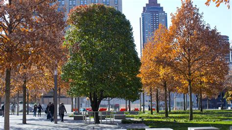 Survivor Tree Leaves National September 11 Memorial And Museum