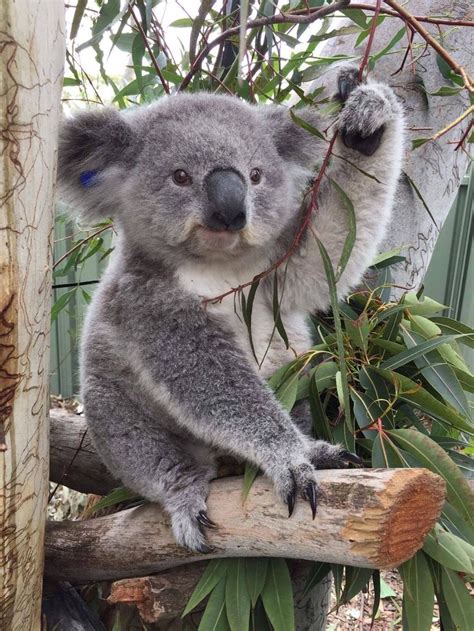 Koalas Animaux Adorables Bébés Animaux Mignons Bébés Animaux