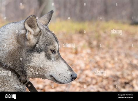 Portrait Of A Dog Breed West Siberian Laika Stock Photo Alamy