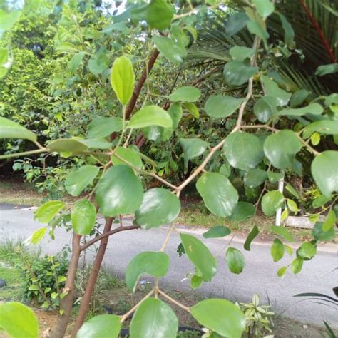 Bidara adalah sebutan bagi tanaman ini dalam … Khasiat Pokok, Daun dan Buah BIDARA (Pohon dilangit Ketujuh)