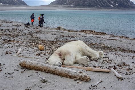 Polar Bear Shot Dead After Attacking Tour Guide Near North Pole Media
