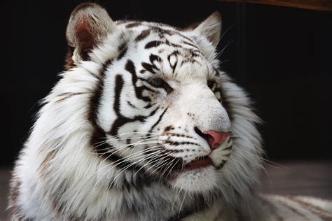White Bengal Tiger Craig Kohtz Flickr