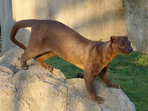 Fossa Fossa Native To Madagascar With A Size Up To Six