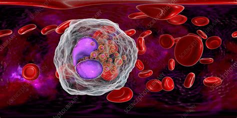 Eosinophil White Blood Cell Illustration Stock Image F0251173