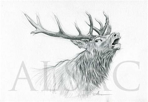 Roaring Deer Illustration Drawing By Stéphane Alsac French