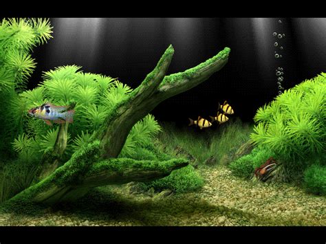 48 3d Animated Aquarium Wallpaper Wallpapersafari