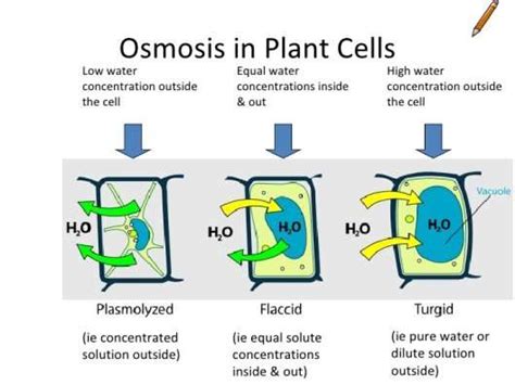 In cellular biology, 'membrane transport' refers to the collection of mechanisms that regulate the passage of solutes, such as ions in a hypertonic solution, the water moves out of the cell and causes the cell to shrivel. Germination of Seeds: Research on Salinity