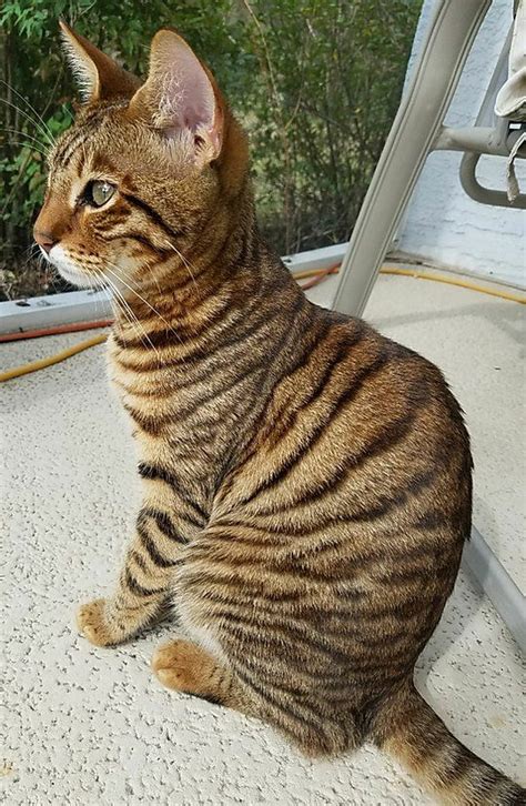 Toyger Kittens Available Uniquely Striped Toygers Toyger Cat