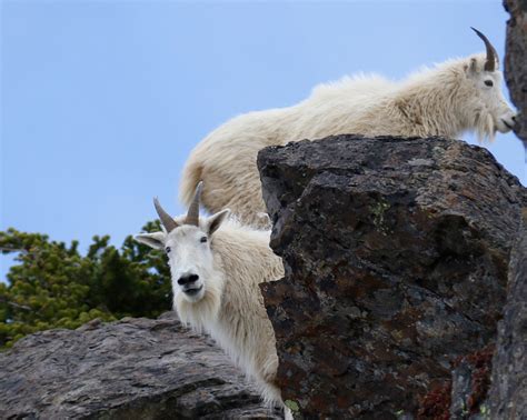 Your Last Chance To See Mountain Goats In The Olympic Mountains