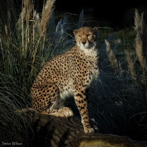 Posing Cheetah Rare Northern Cheetah At Chester Zoo Steve Wilson