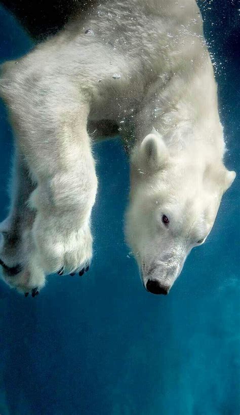 Underwater Polar Bear Polar Bear Bear Polar