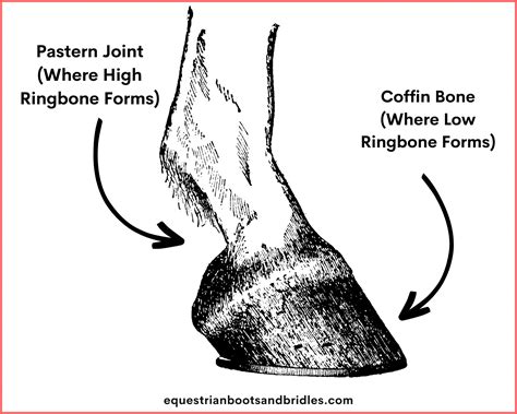 Your Guide To Ringbone In Horses Signs Treatment And More Equestrian