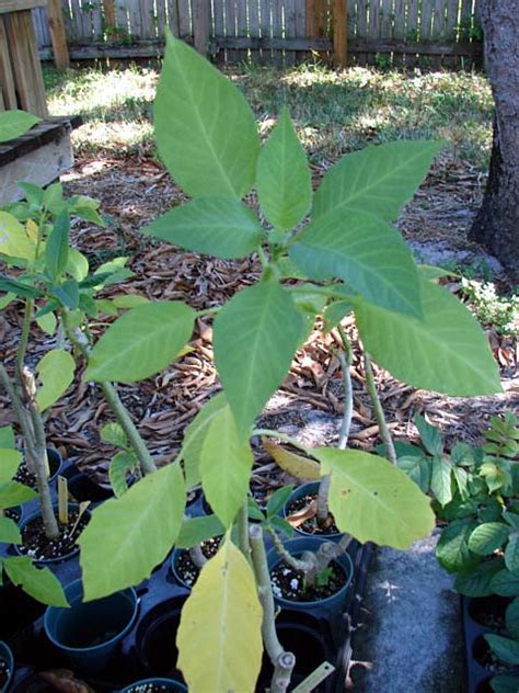Early symptoms are the development of yellowish color patches on the plant. Why Are The Leaves On My Plant Turning Yellow?, article