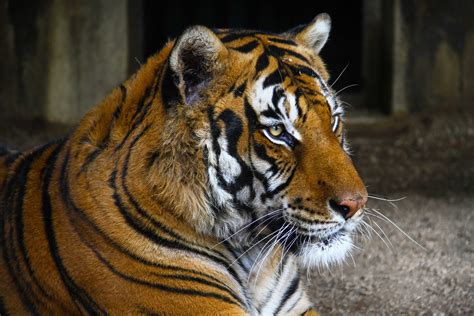 Fotos Gratis Fauna Silvestre Zoo Bigotes Tigre Vertebrado Gatos