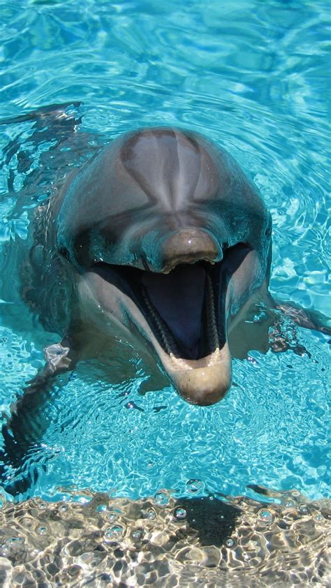 Dolphin Smiling Water Pool Dolphins Sea Animals Ocean Animals