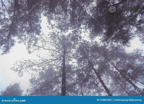 Pine Tree Forest With Fog Near Mountain Stock Photo Image Of Hills