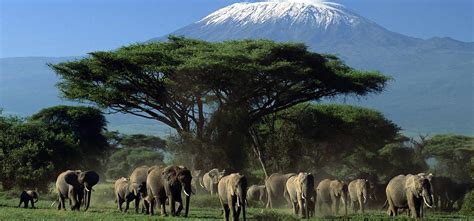 6 Reasons To Visit Amboseli National Park Kenya Safari Adventures