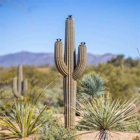 Saguaro Cactus Metal Landscape Art Desert Steel