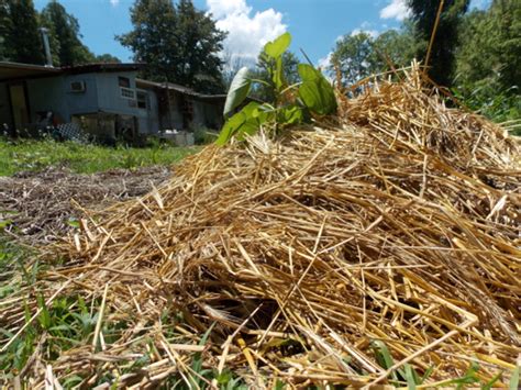 Use them in commercial designs under lifetime, perpetual & worldwide rights. Raising trees out of wet soil with mounds