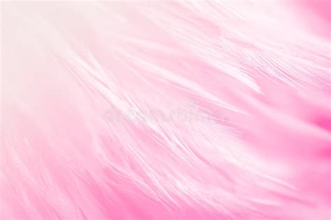 Beautiful Pink And White Feathers Texture Line Background Swan