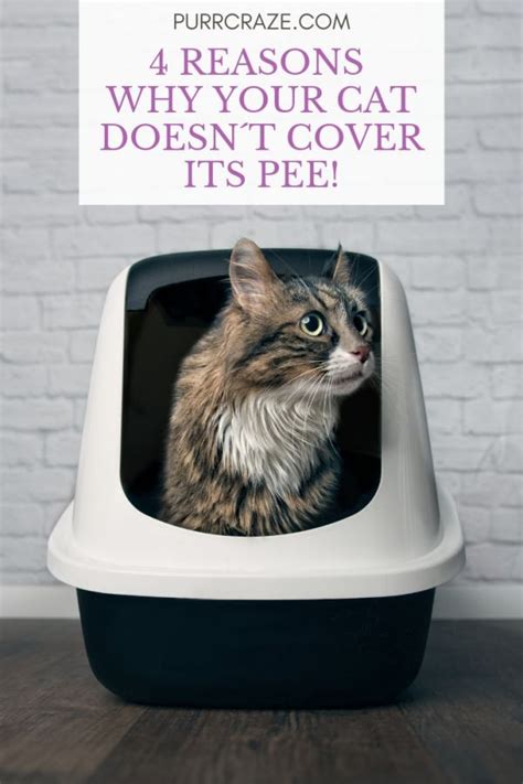 How To Teach A Cat To Pee In The Litter Box Cheap Factory Save 69 Nacbr