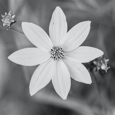 Free Stock Photo Of Beautiful Beautiful Flowers Black And White