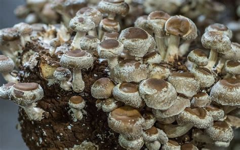 Virginia Growers Are Putting Mushrooms On Map Morning Ag Clips