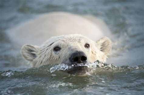 25 Cool Facts About Polar Bears Mental Floss