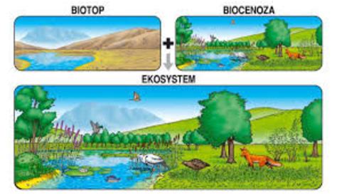 Biotop Biocenoza Ecosistem