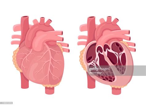 Human Heart Anatomy Vector High Res Vector Graphic Getty Images