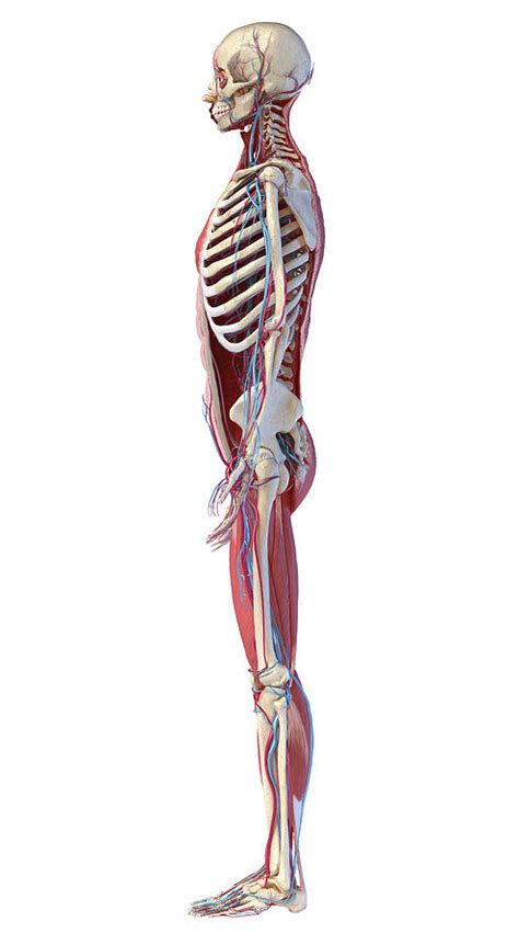 Human Skeleton With Muscles Veins Photograph By Pixelchaos Pixels