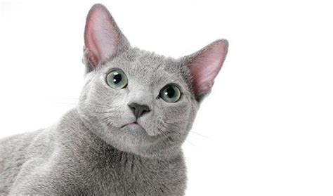 10 Hypoallergenic Cats For People With Allergies Russian Blue Cat
