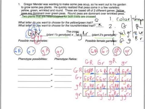 The character(s) being studied in a monohybrid cross are governed by two or multiple variations for a single locus. Key for Dihybrid Practice 1 - YouTube