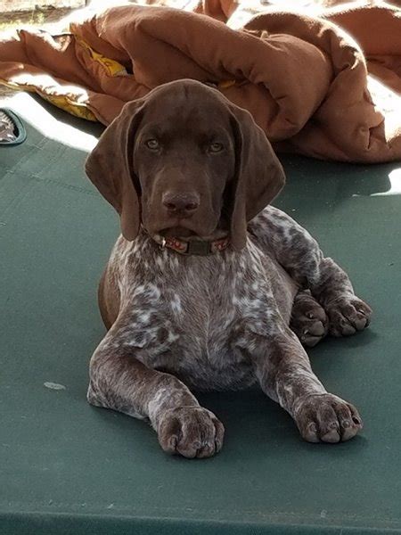 The german shorthaired pointer (gsp) was bred at the turn of the nineteenth century in germany with the end goal of hunting. German Shorthaired Pointer Puppy