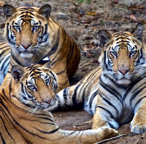 Tigers Animals And Pets Baby Animals Cute Animals Beautiful