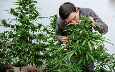 Cultivo De Marihuana En Exterior Guía Básica House Of Weed