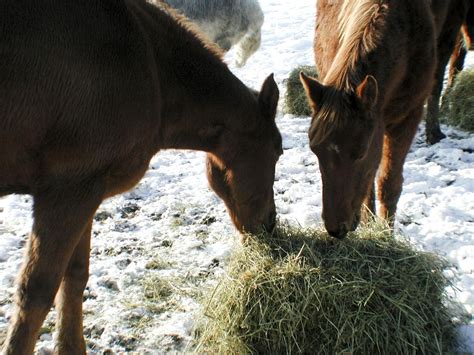 Filehorses Eating Hay