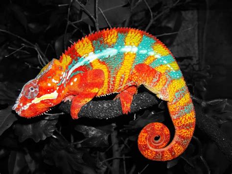 10 Of The Most Colorful Animals In Existence