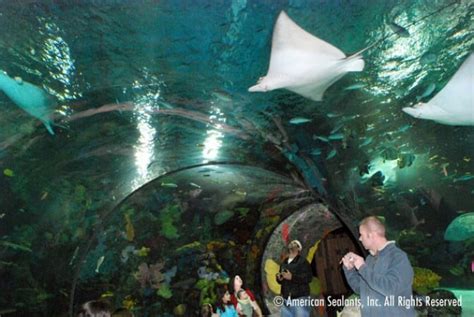 Virginia Aquarium And Marine Science Center Usa American Sealants Inc