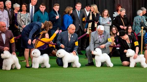 A pekingese from adams county won best in show at the westminster kennel club dog show sunday. Westminster Dog Show Celebrates 145 Years, But 2021 Will ...