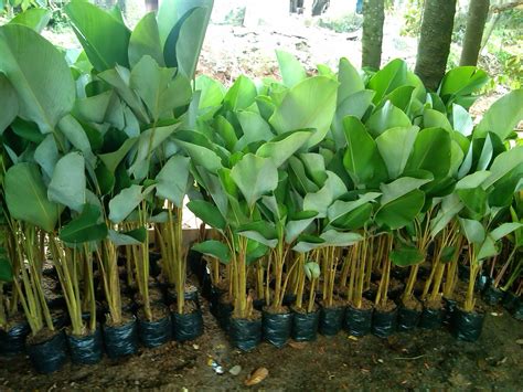 Gagasan utama atau gagasan pokok adalah ide dasar atau pokok pembahasan yang tertulis di dalam.✅ gagasan ini menjadi dasar gagasan utama yang berada di akhir umumnya ditandai dengan kata (oleh karena itu, kesimpulannya, oleh sebab itu, dengan demikian dan lain sebagainya). Jual Bibit Pisang - Jual Bibit Tanaman Unggul Murah Super