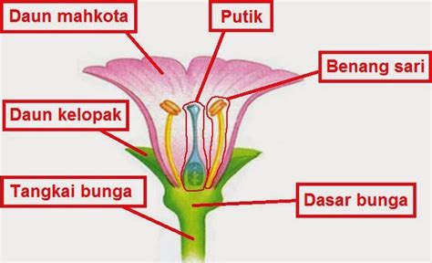 Terbaru 14 Gambar Bunga Dan Bagian Bagiannya Lengkap Beserta Fungsinya