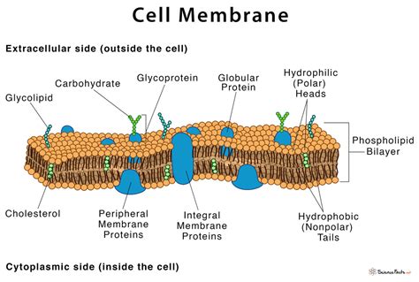 Structure Of Plasma Membrane Diagram Components And Structure