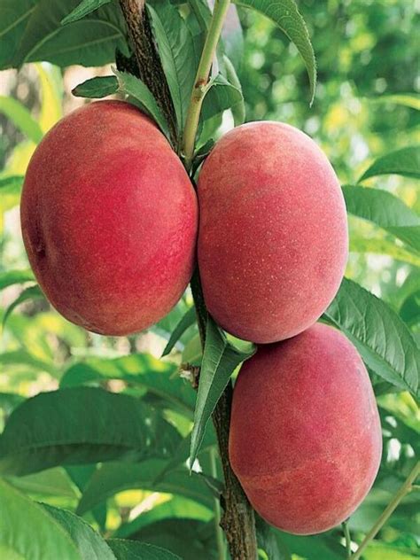 Super Dwarf Peach Valley Red Bare Rooted Neth Plant